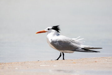 Royal Tern on the Beach