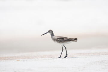 Willet at the Beach