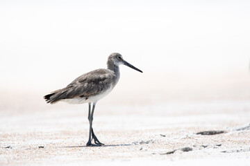 Willet at the Beach
