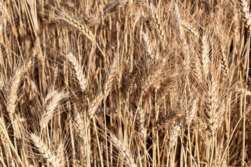 Close-up. On the field are ripe ears of golden wheat..
