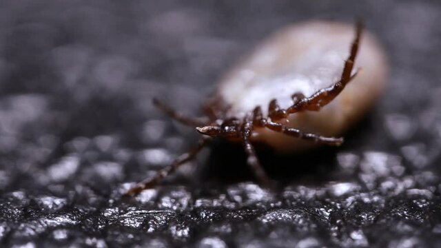 Encephalitis mites crawl along the black surface. Blood-sucking insects on black background