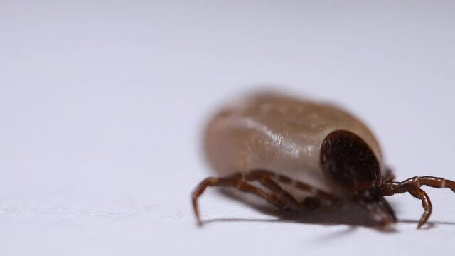 Encephalitis mites crawl along the black surface. Blood-sucking insects on black background