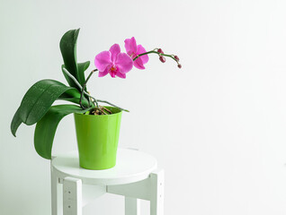 Pink Orchidaceae Phalaenopsis, or moth orchid in a green pot on a white background with copy space