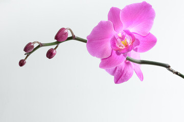 Fototapeta na wymiar Pink orchid branch close up isolated on the white background