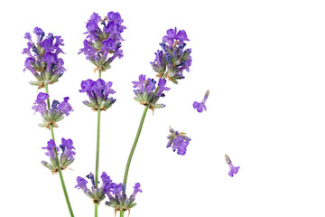 lavender flowers isolated on white background. top view