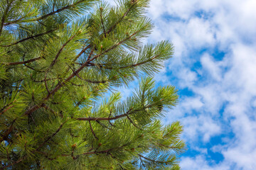 tree in uder sky background