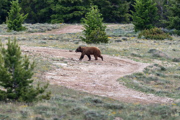 Fototapeta na wymiar Cinnamon bear walking