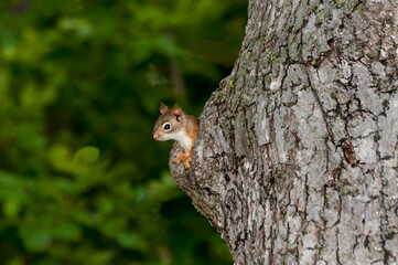 Red squirrel in tree nest