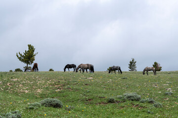 Wild Mustangs Pryor Mountains