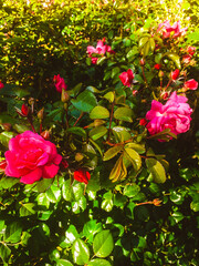 pink rose bush