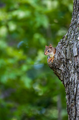 Naklejka na ściany i meble Red squirrel in tree nest