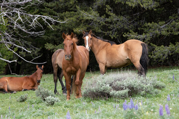 Fototapeta premium Wild Mustangs Pryor Mountains