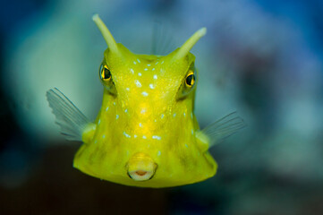 Longhorn cowfish in an aquarium