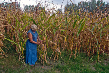 Naklejka na ściany i meble Female agronomist controls corn