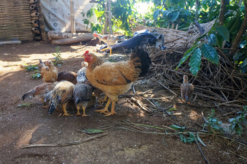 rooster and chicken