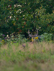 large summer buck on the farm