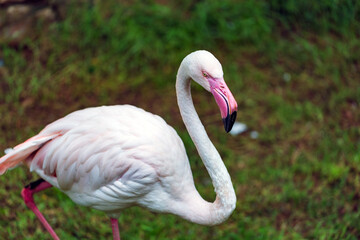 Fototapeta premium pink flamingo walking in the water of pond 