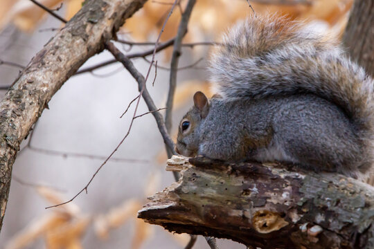Squirrel Laying on a broken limb