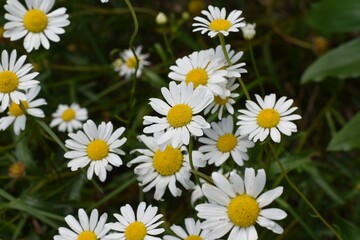 Beautiful daises in a garden, closeup