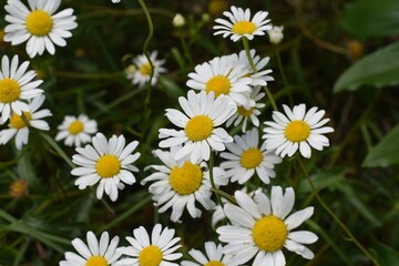 Fototapeta premium Beautiful daises in a garden, closeup