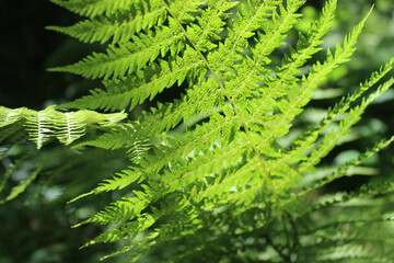 Fern leaves in a dark forest lit by bright beams of light