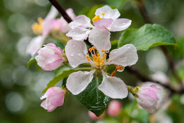 blooming Apple tree in raindrops