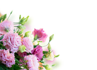 fresh rose flowers
