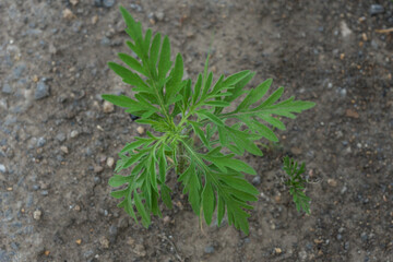 top view of green small sprout of ragweed grows on the ground. strong allergen, danger to people with allergies to ragweed and plants. copy space for text