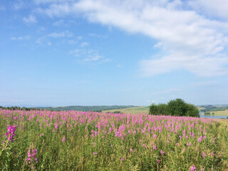 Fototapeta premium Violet willow-herb meadow. Bright sunny day, picturesque image of countryside blooming landscape. Herbs for health.