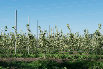 Fototapeta na wymiar growing apple trees stand in row tied to vertical support sticks in big fruit garden. Bright sunny day in counrtyside, good weather for apple growing. Agricultural concept