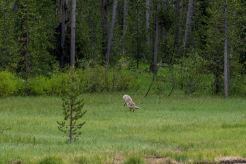 Obraz na płótnie Canvas Coyote in green field