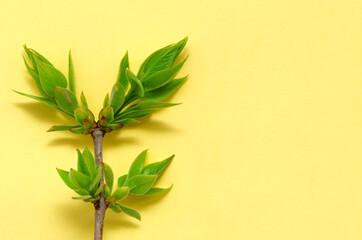 Fototapeta na wymiar twig of a tree with spring young fresh leaves on a yellow background with place for text. Spring concept of nature revival of new zero waste. enviroment protection