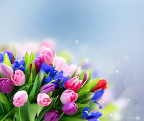 Pink and violet tulips flowers