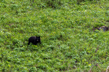 Black Bear in field of green