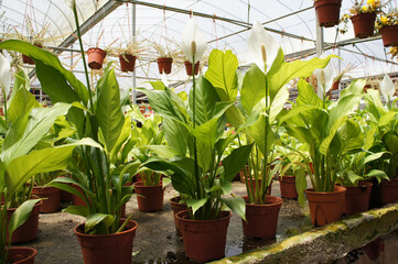 Spathiphyllum Kochii is native to tropical regions of the Americas and southeastern Asia. Certain species of Spathiphyllum are commonly known as spath or peace lilies. Planted in the plant nursery. 