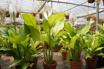Spathiphyllum Kochii is native to tropical regions of the Americas and southeastern Asia. Certain species of Spathiphyllum are commonly known as spath or peace lilies. Planted in the plant nursery. 