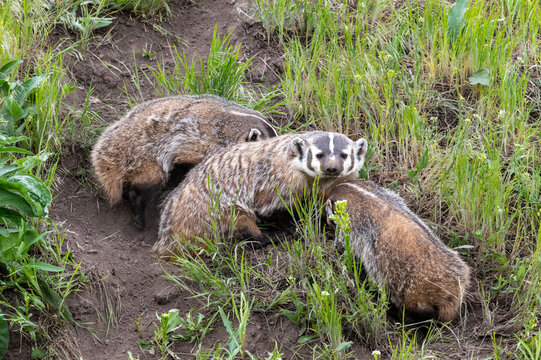 Badger and babies
