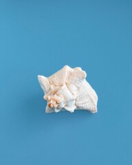 sea shell on blue background