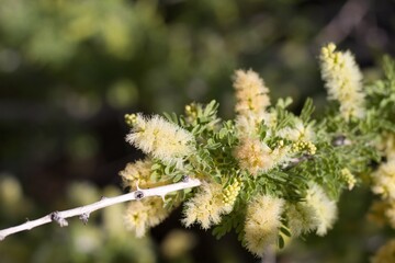 Yellow Spike flowers borne by Catclaw, Senegalia Greggii, Fabaceae, native Deciduous Multitrunked Shrub in the fringes of Twentynine Palms, Southern Mojave Desert, Springtime.