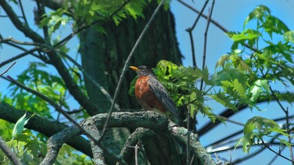 Bird sitting in tree