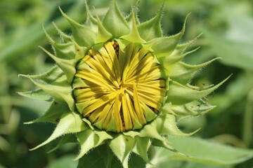 unopened sunflower ready to bloom