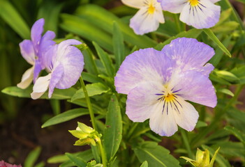Delicate purple pansy flowers