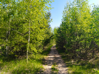 image of a summer forest