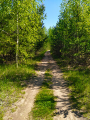 Fototapeta na wymiar image of a summer forest
