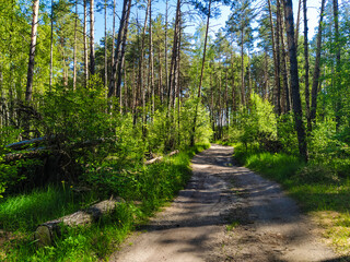 Obraz premium image of a summer forest