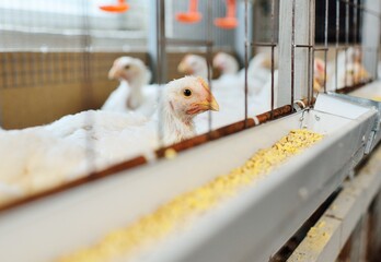 Poultry farm, raising broiler chickens. Adult chickens sit in cages and eat compound feed