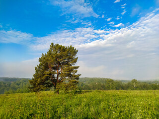 Fototapeta na wymiar landscape with a summer field