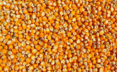 Background of bright, yellow, ripe corn, top view. Ad texture, place for text. Lots of delicious scattered grains dry in the sun. Concept: crop, harvest, fall, autumn, food for in store, preparations.