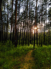 Naklejka premium image of a summer forest