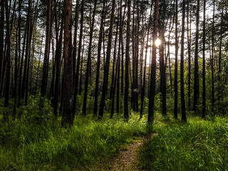 image of a summer forest